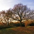 Trees on Pole Hill, Chingford, London E4