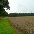 Wheat and woodland