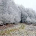 Frosty trees on Coppet Hill