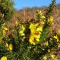 Of course it's gorse