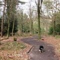 All Ability Trail, Wendover Woods