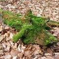 Green Dragon?  No just a moss-covered fallen branch