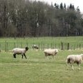 Sheep on High Meadow Farm