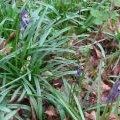 The First Bluebells of the year in Wendover Woods