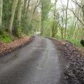 Country road from Bedham Copse to the A272