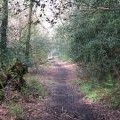 North end of footpath from Mitfords Copse