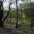 Woodland glade on the Heath