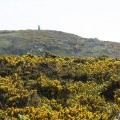 The summit of Mynydd y Garn seen through a sea of gorse