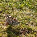 Painted lady at Stoer