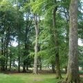 Mature Beech trees, inside Woodbury Castle