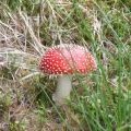 Fly Agaric (Amanita Muscaria)