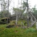 Wind fall trees at summit of Drumcroy Hill