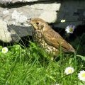 Song Thrush.