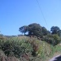 Pen-Y-Foel through the trees