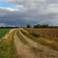 Track towards Pickendale Plantation