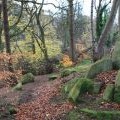 Woodland on Corstorphine Hill