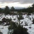 Pine wood, Marygold Hill