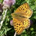 Fritillary butterfly at Selworthy Beacon