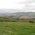 Cattle, Mailer Hill