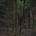 The depths of the conifer plantation, at White Down Copse