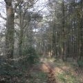 Path, along the side of White Down Copse