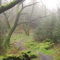 Path on The Moyle