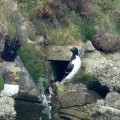 Razorbill at Dunnet Head