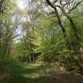 Track through White Down Copse