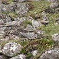 Ptarmigan, Meall a' Mheanbh-chruidh