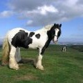 An Irish Cob at Minto Hills trig point