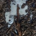 Ice tree on Credenhill