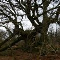 Ancient oak at Croft Ambrey