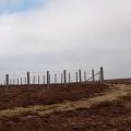 Summit fence, Stake Law