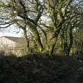 Hedge bank by Oak Tree Farm, Stanborough 
