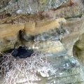 Raven chicks at Dunnet Head