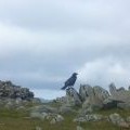 Raven on Great Rigg