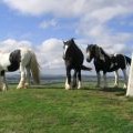 Horses by the trig point on Minto Hill