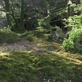 Old hedge row bases, Bulverton Hill