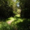 Footpath, Wootton Common