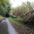 Fallen Beech tree on Wakestone Lane