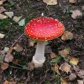 Fairy tale toadstool