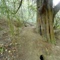 Badger sett, Jones's Coppice