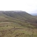 Lord Hereford's knob