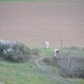 South Wight : Grassy Field & Cattle