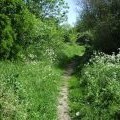 Path towards Scraptoft Golf Club