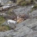 Red Deer fawn