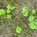 Cloudberry plants growing through the heather on the summit of Killhope Law