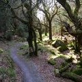 Cycle Trail in Dalbeattie Forest