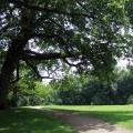 Hampstead Heath oak tree