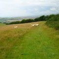 Young Rams, Stenbury Down